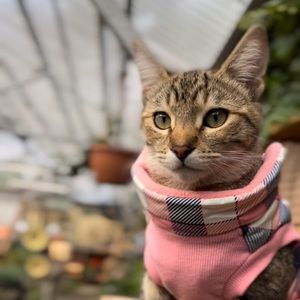 PUP CREW Pet cat/dog vest pink/blue patterned fleece lined XS